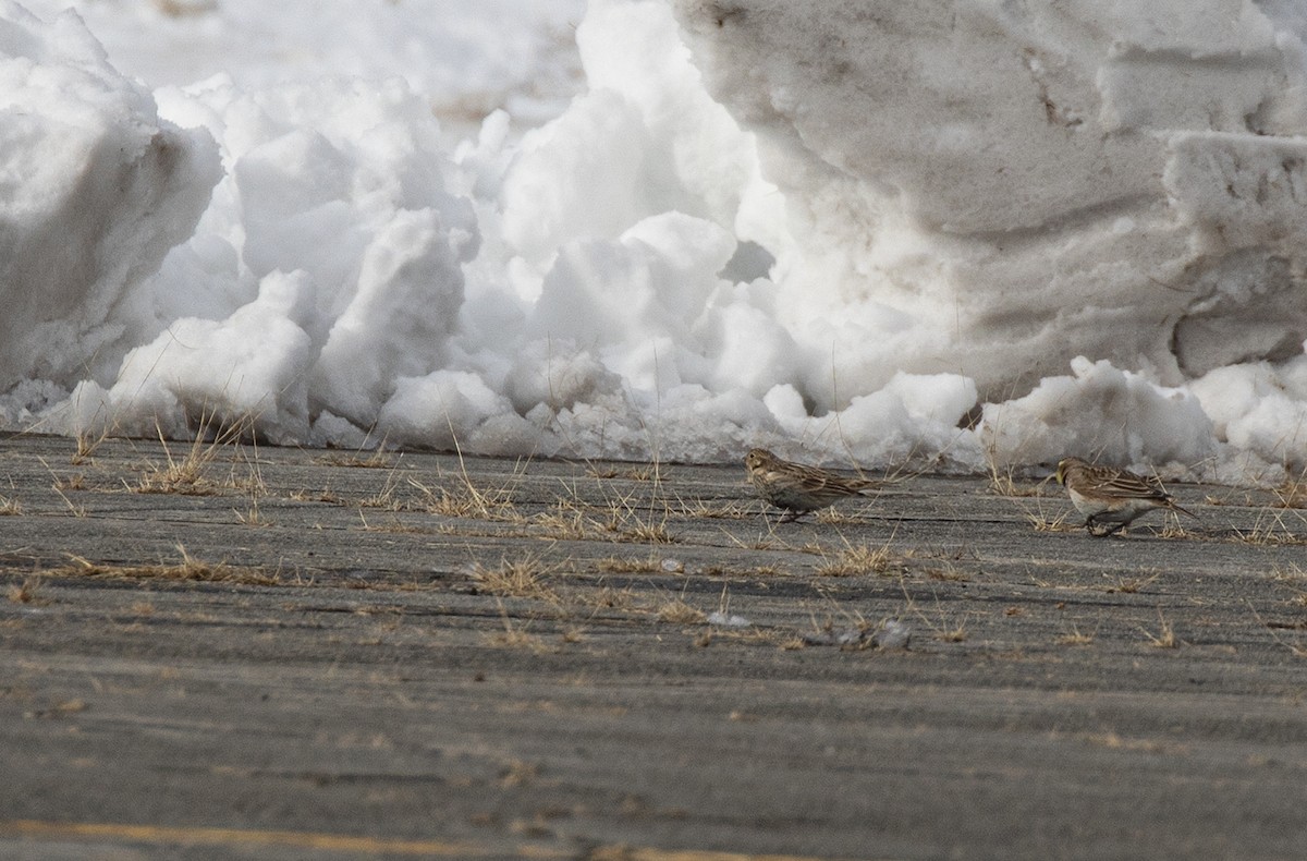 Chestnut-collared Longspur - ML646364469