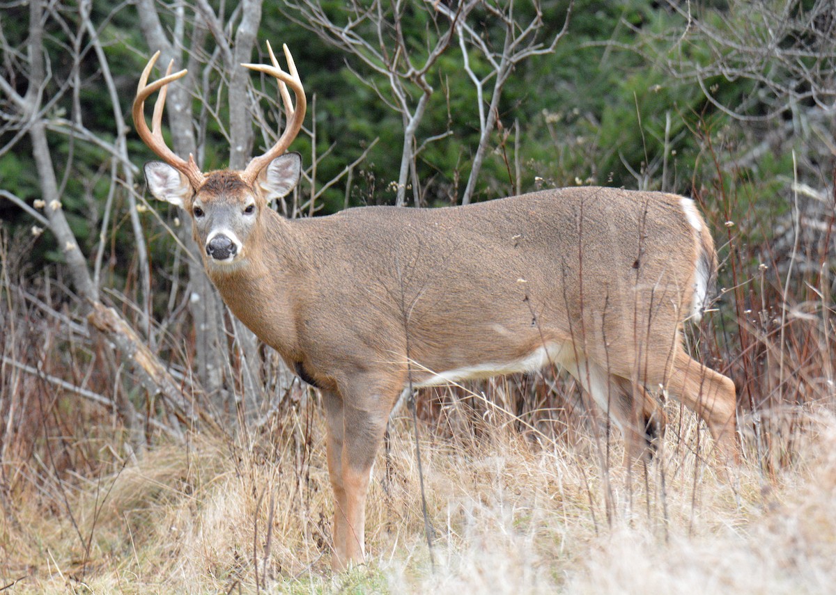 White-tailed Deer - ML646364470