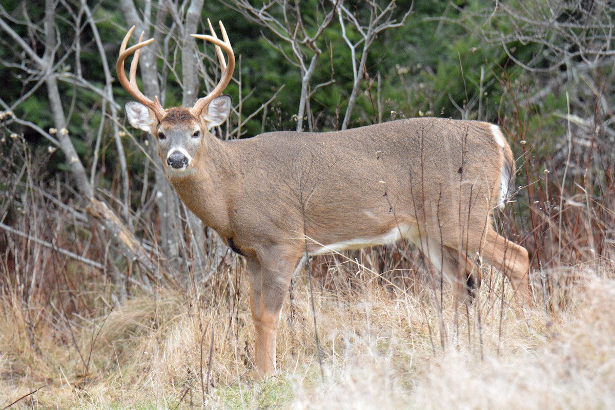 White-tailed Deer - ML646364471