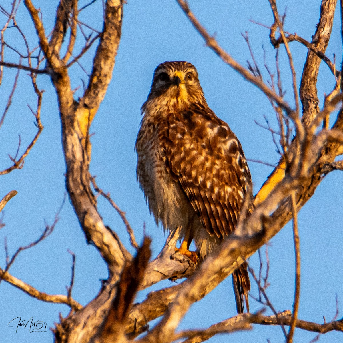 Red-shouldered Hawk - ML646364472