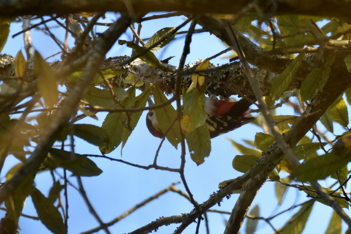 Okil handia - ML646364474