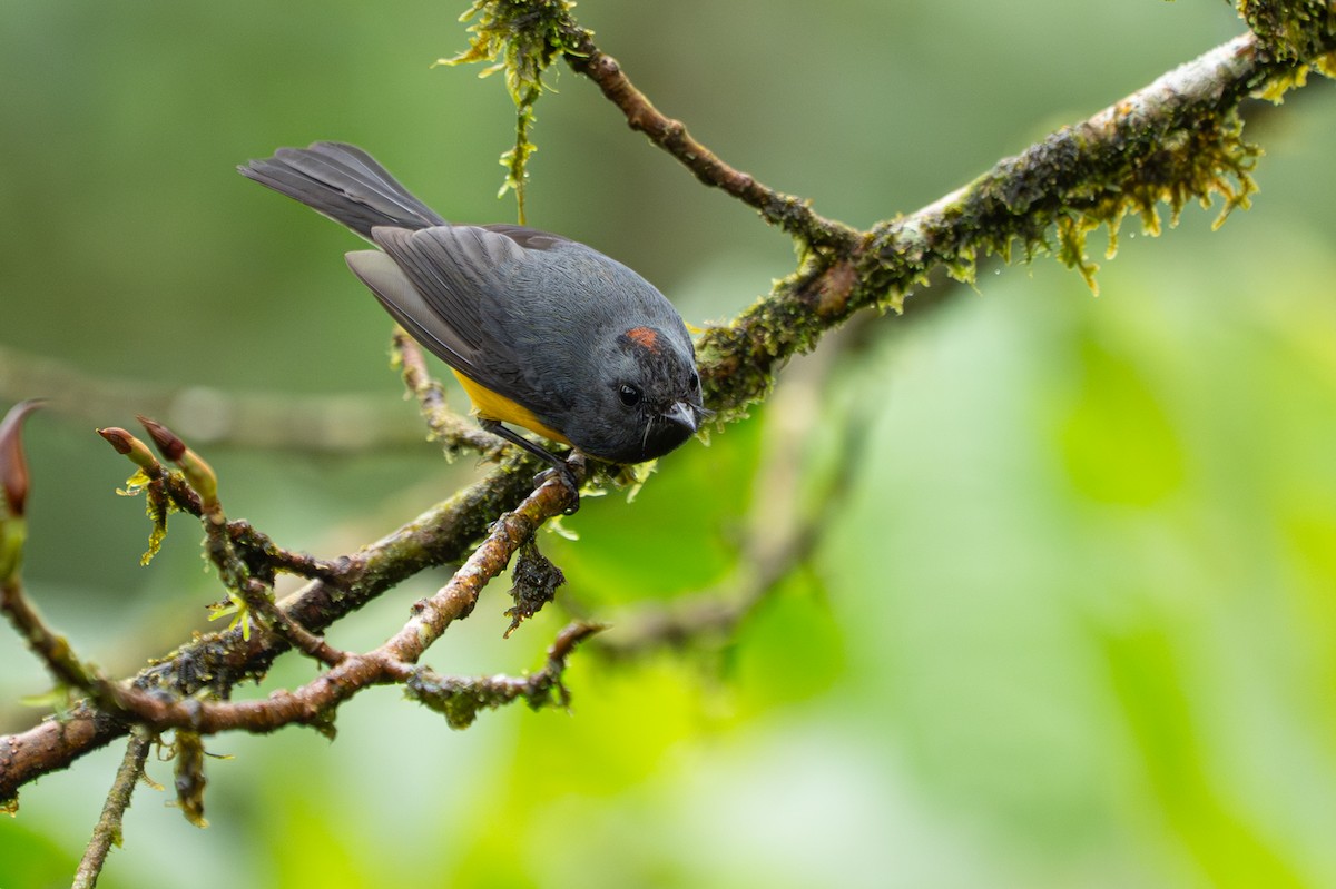 Slate-throated Redstart - ML646364475