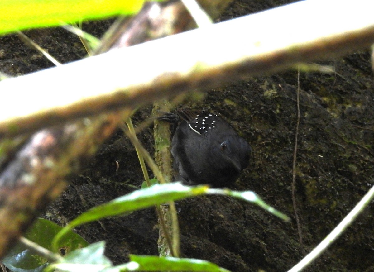Chestnut-backed Antbird - ML646364476
