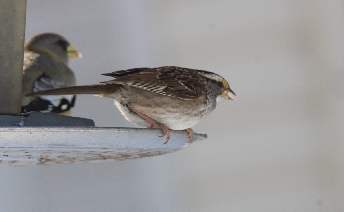 White-throated Sparrow - ML646364478