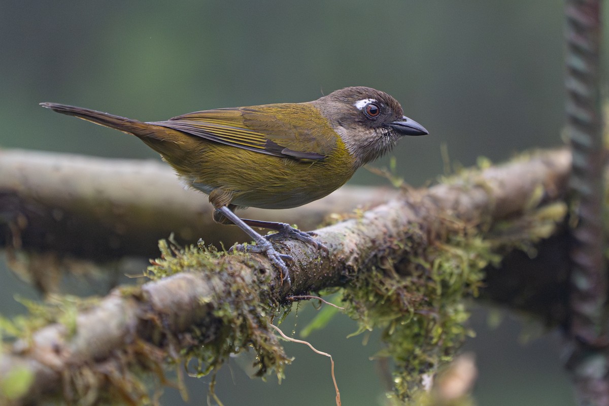 Common Chlorospingus - ML646364480