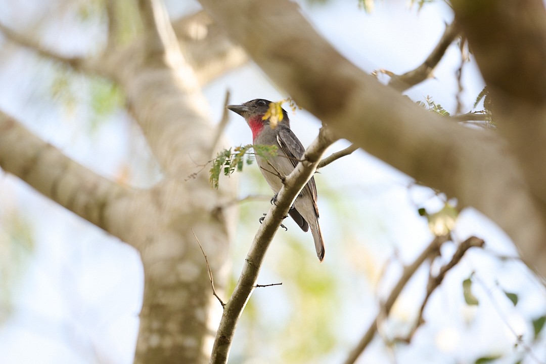 Rose-throated Becard - ML646364481