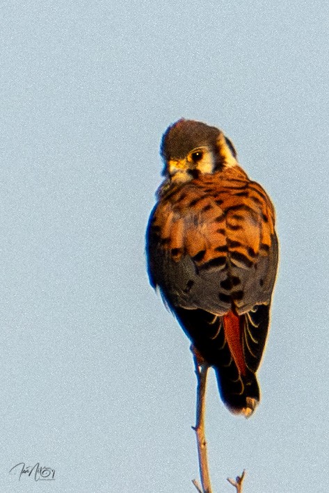 American Kestrel - ML646364482