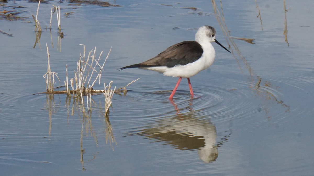 stylteløper - ML646364488