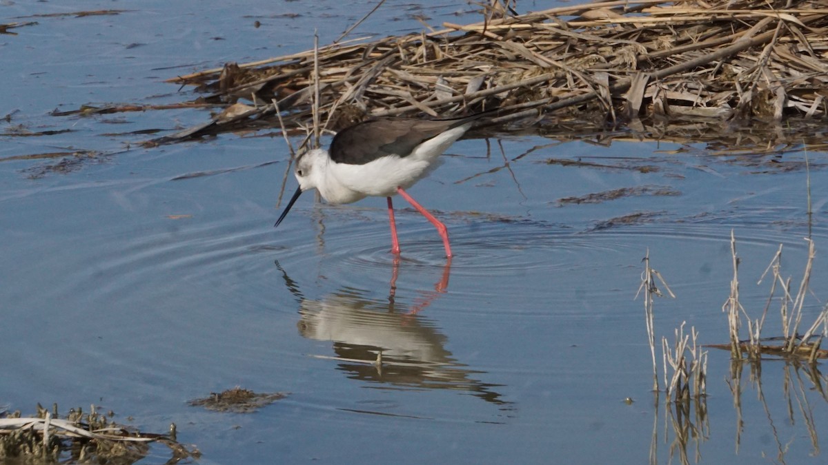 stylteløper - ML646364489