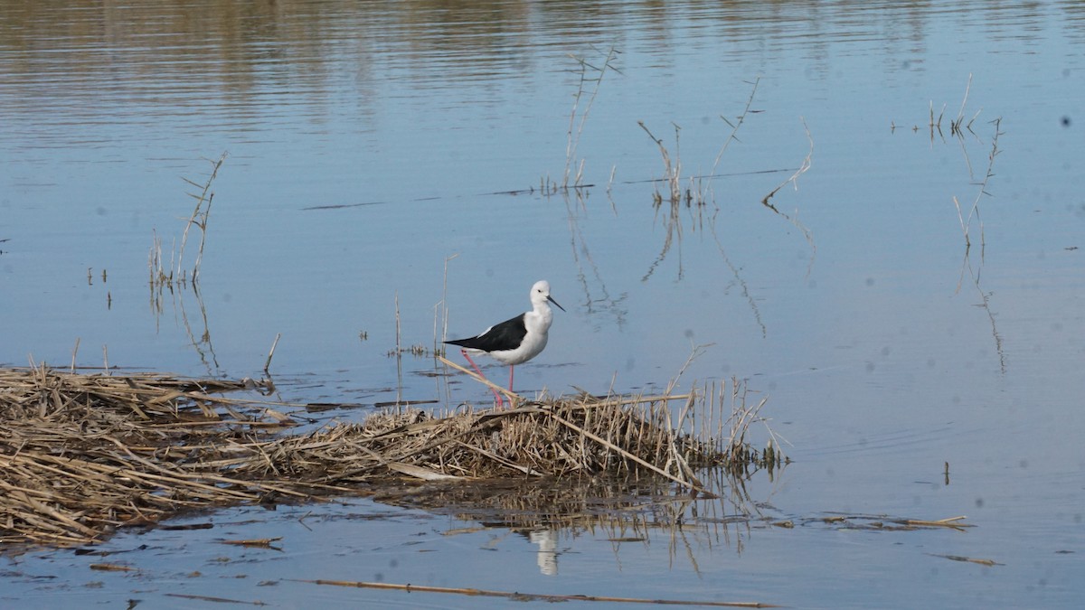 stylteløper - ML646364491