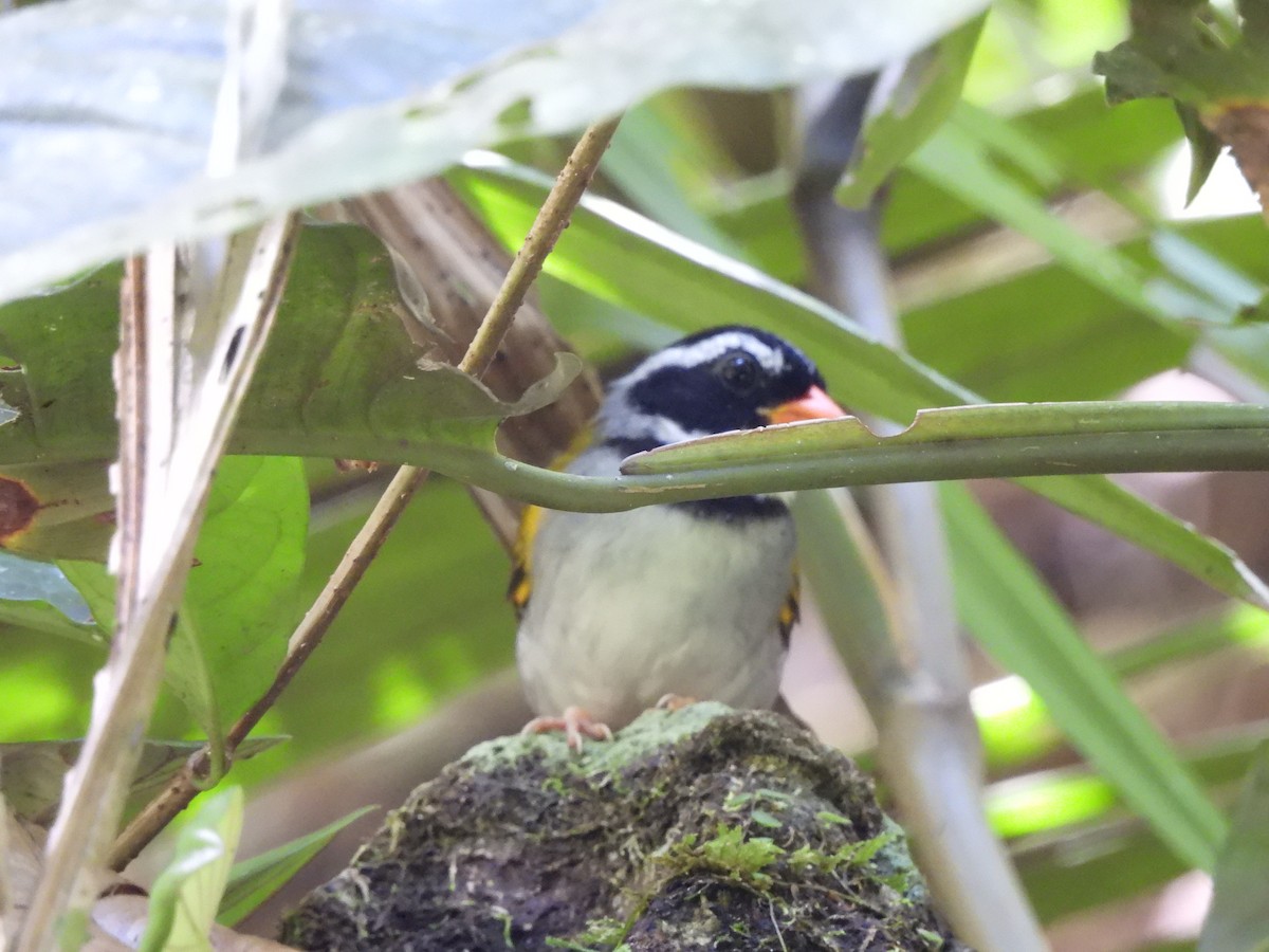 Orange-billed Sparrow - ML646364492