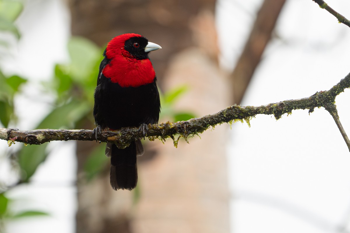 Crimson-collared Tanager - ML646364494