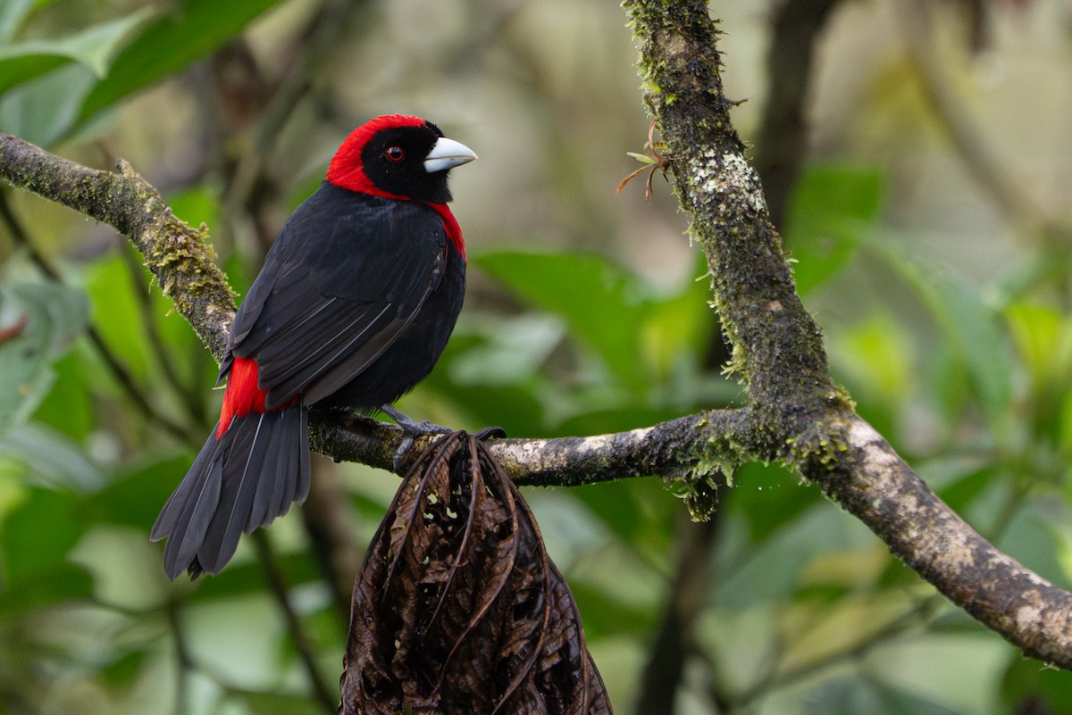 Crimson-collared Tanager - ML646364495