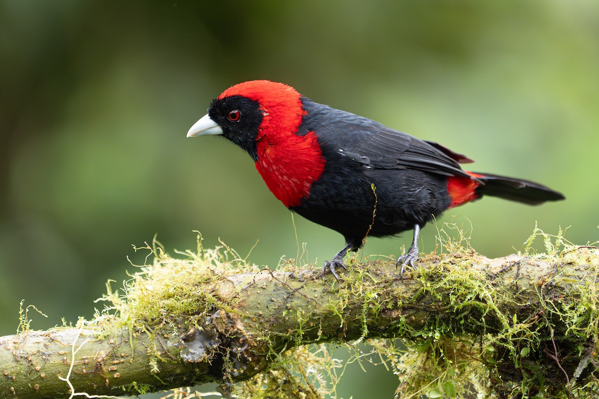 Crimson-collared Tanager - ML646364496