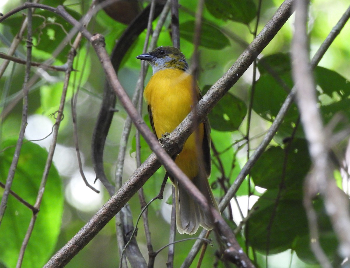 Gray-headed Tanager - ML646364497