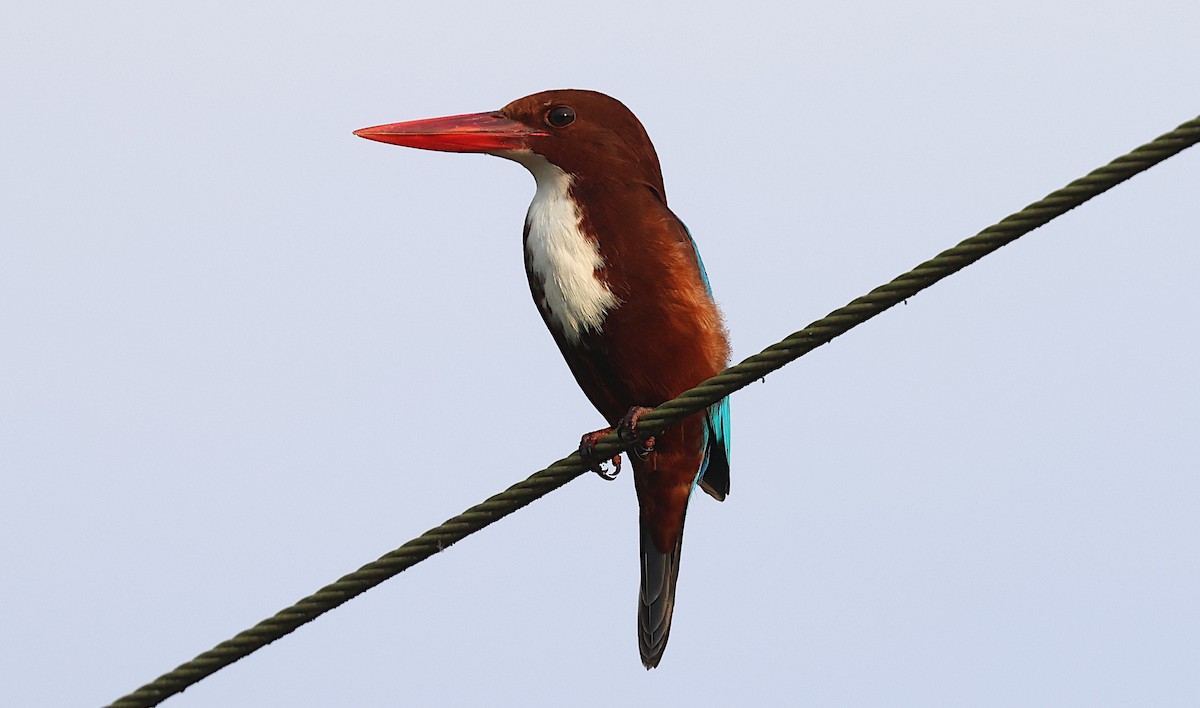 White-throated Kingfisher - ML646364499