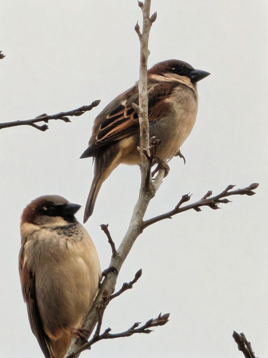 House Sparrow - ML646364500