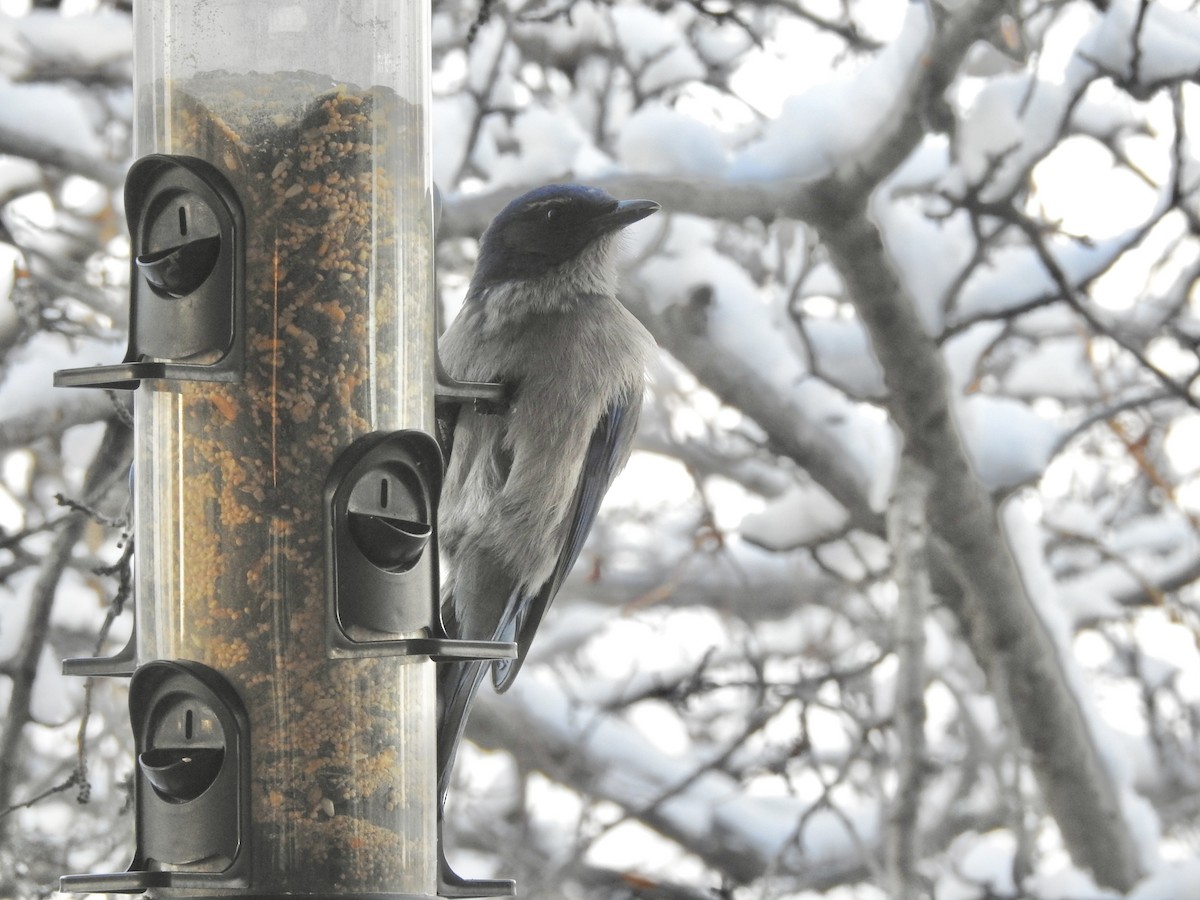 Woodhouse's Scrub-Jay - ML646364501