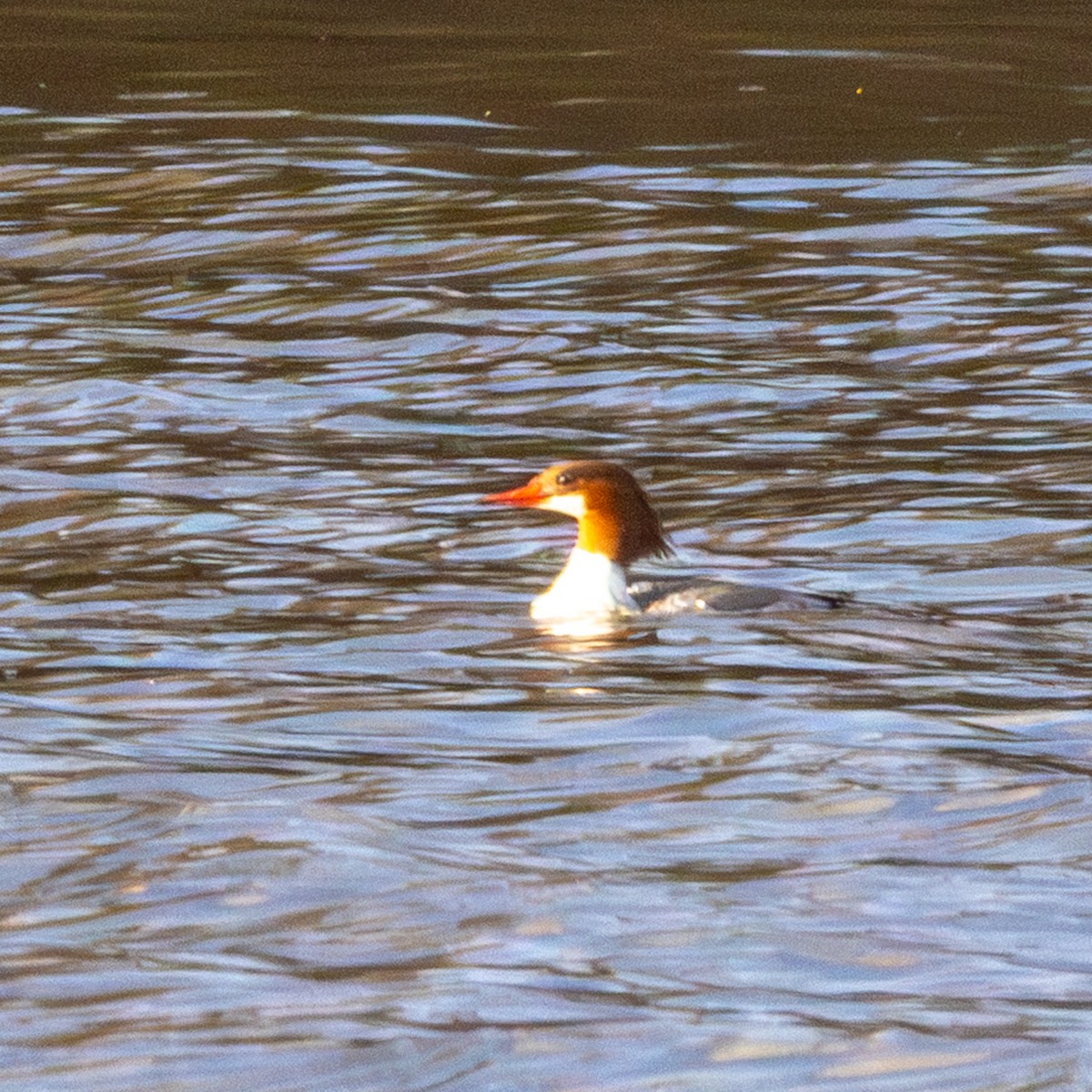 Common Merganser - ML646364504