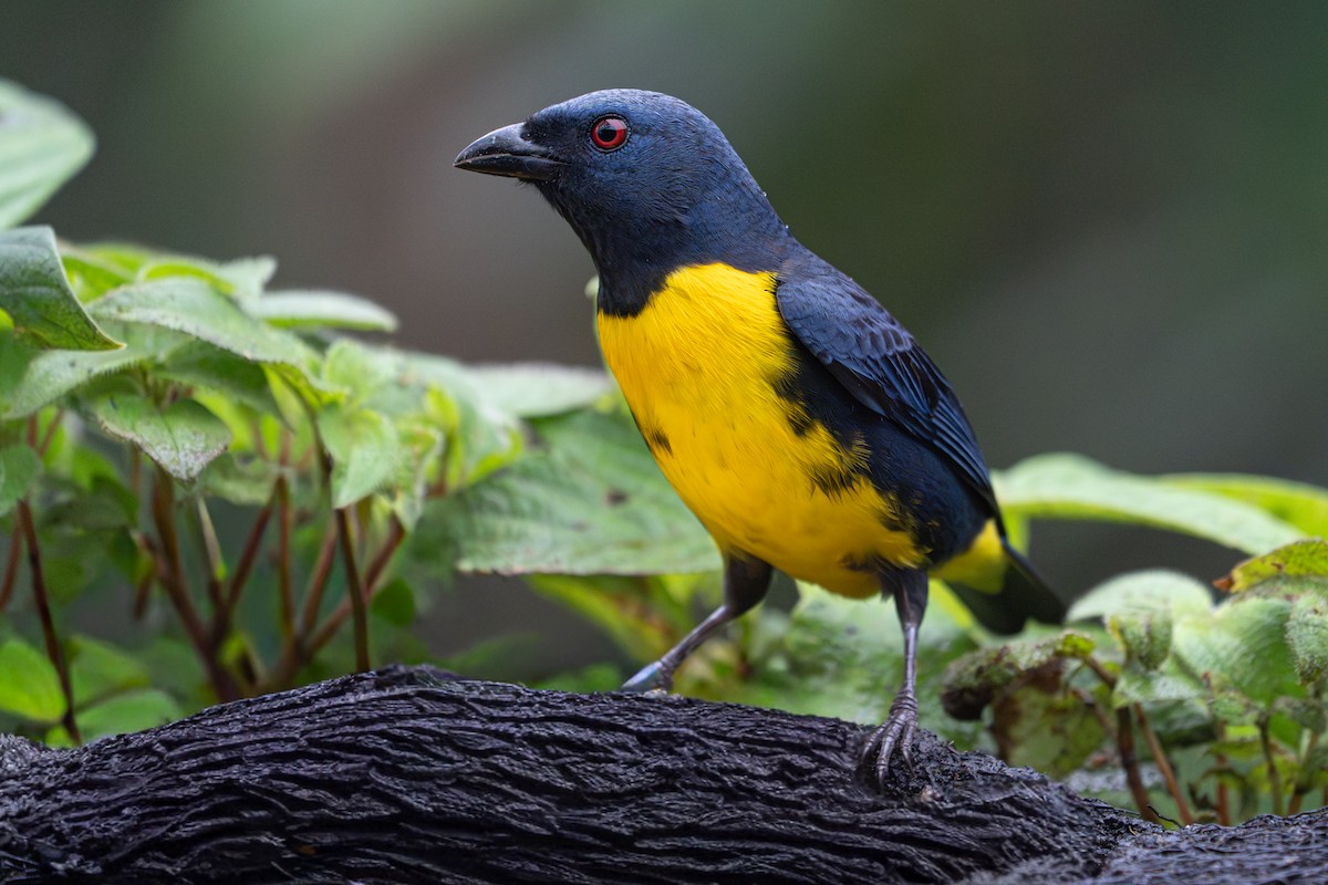 Blue-and-gold Tanager - ML646364505