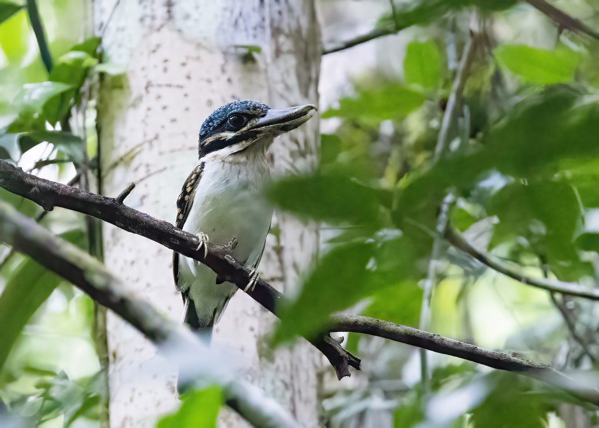 ledňáček hákozobý - ML646364508