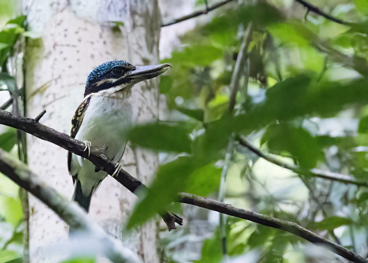 ledňáček hákozobý - ML646364509