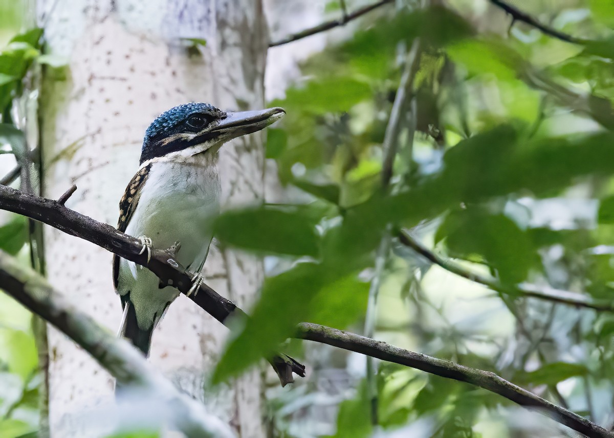 ledňáček hákozobý - ML646364510