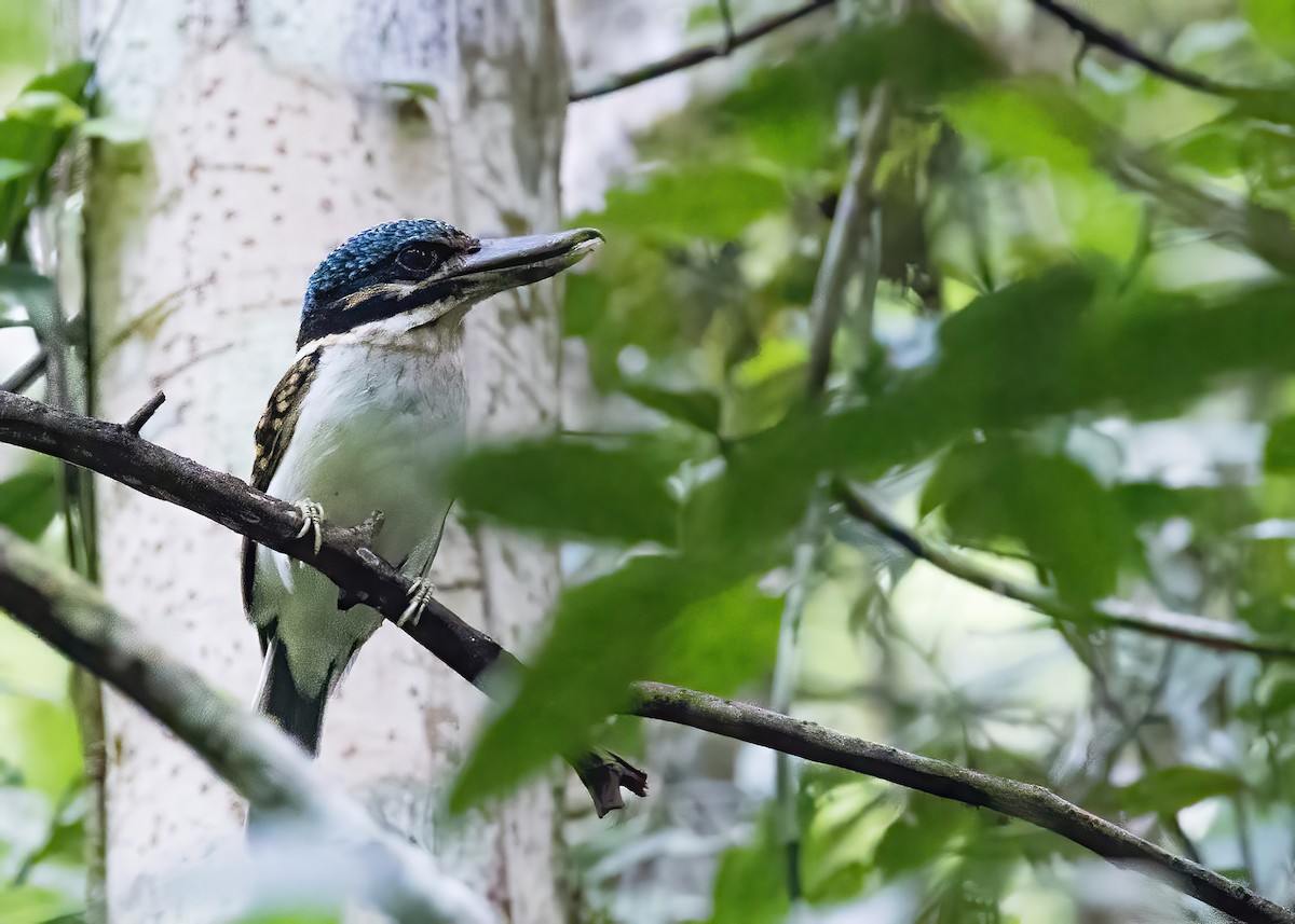 ledňáček hákozobý - ML646364511