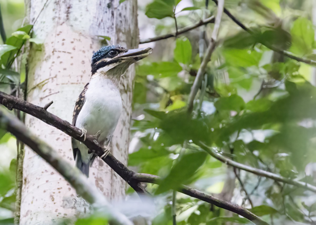 ledňáček hákozobý - ML646364512