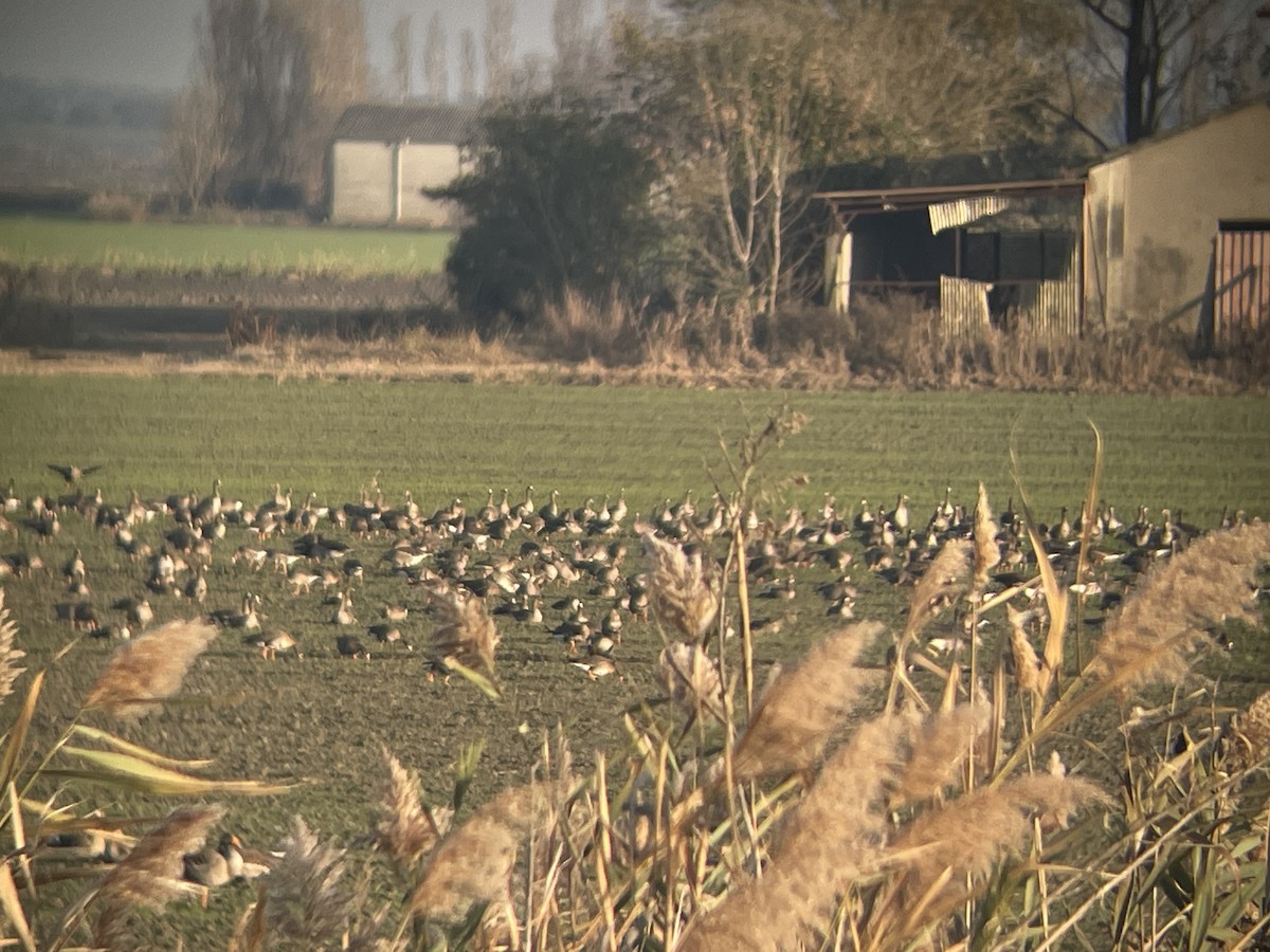 白額雁 - ML646364513