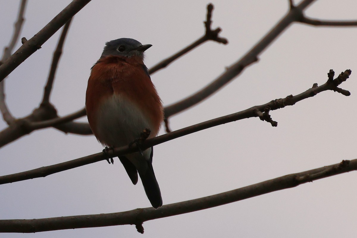 Восточная сиалия - ML646364514