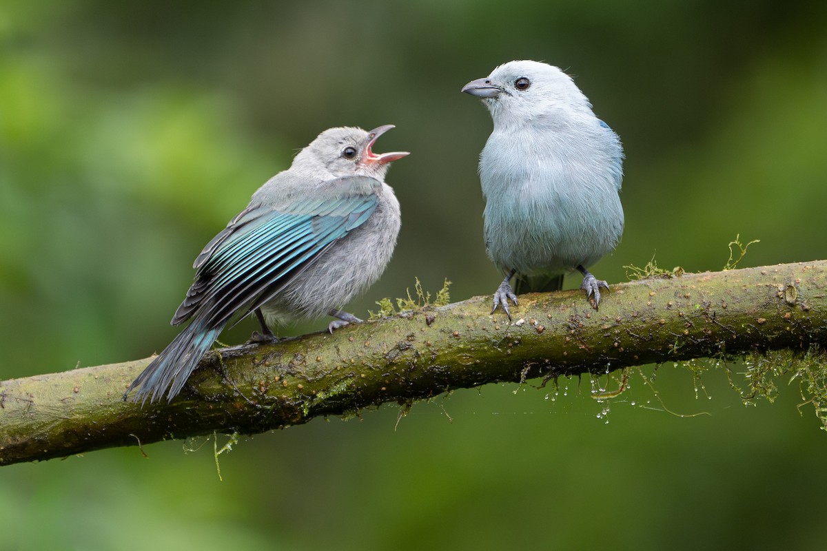 Blue-gray Tanager - ML646364515