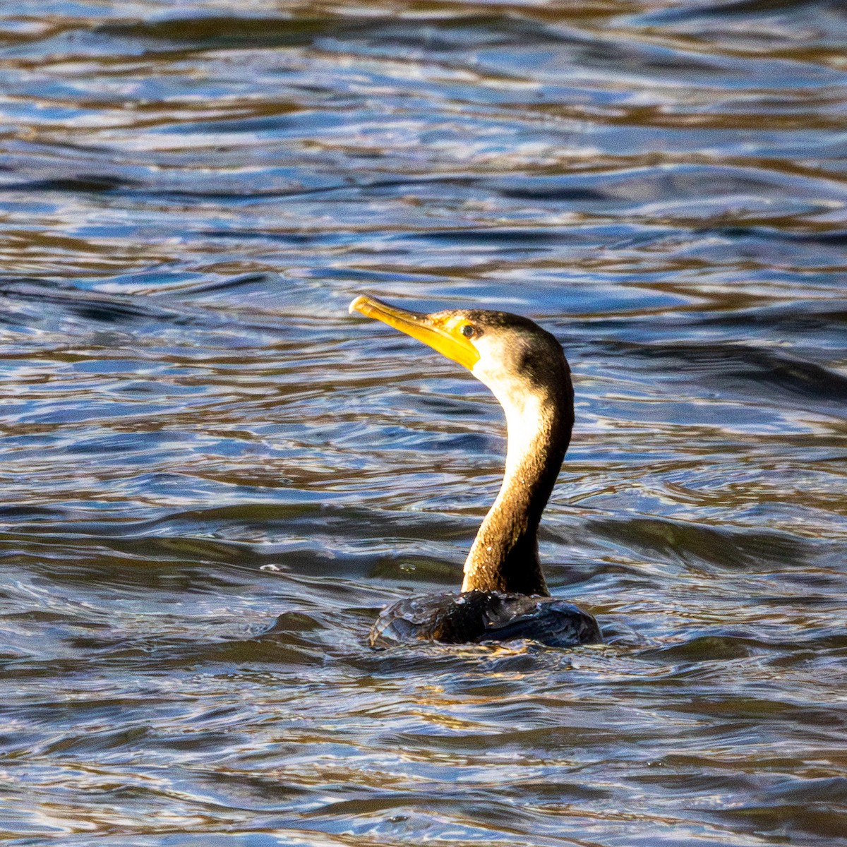 totoppskarv - ML646364516