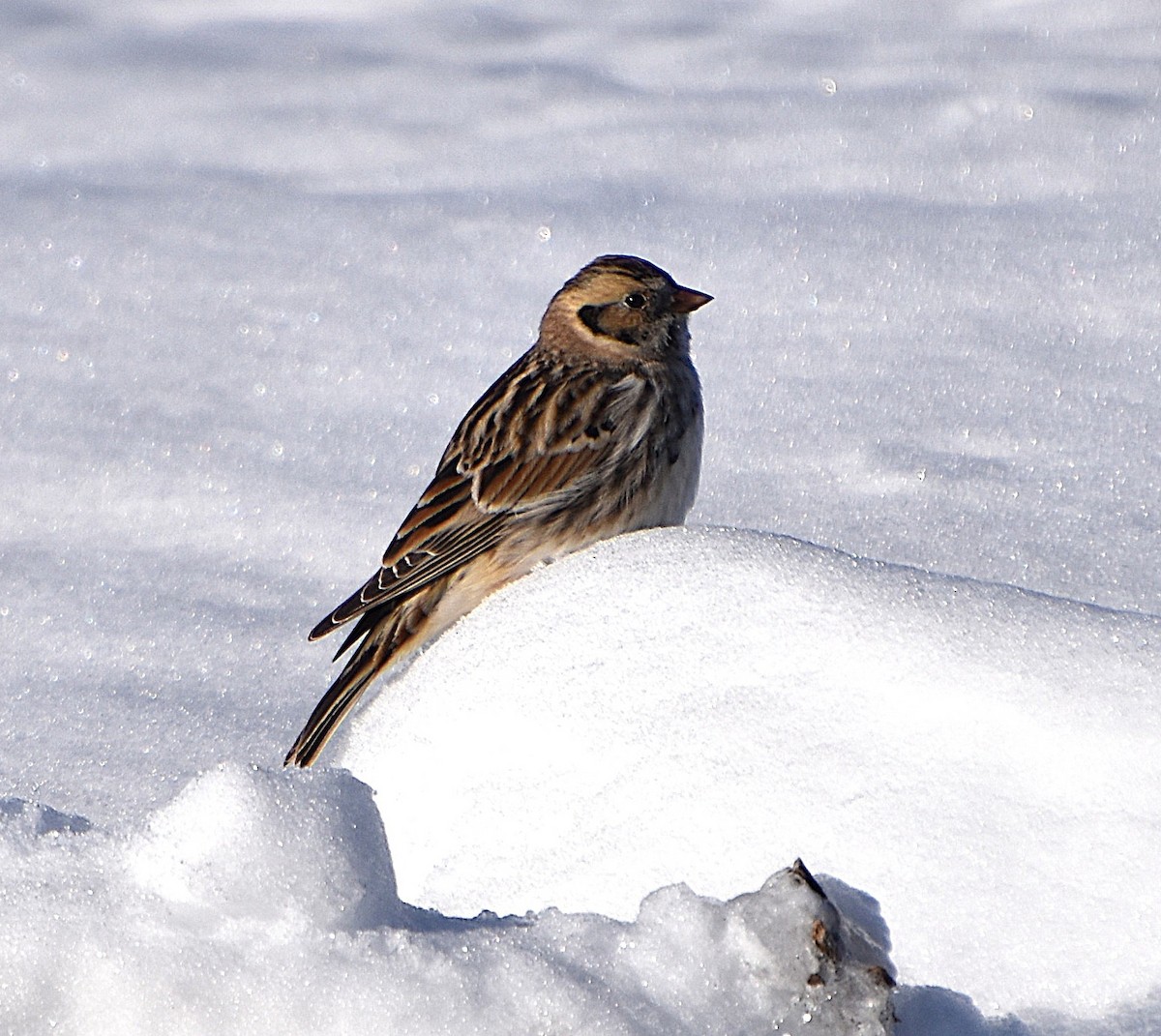 Lapland Longspur - ML646364525