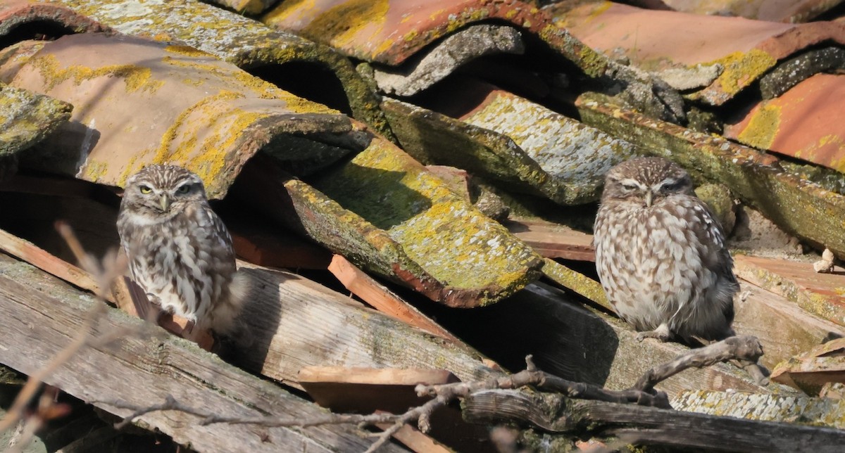 Steinkauz - ML646364528