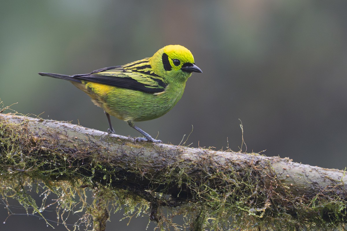 Emerald Tanager - ML646364529