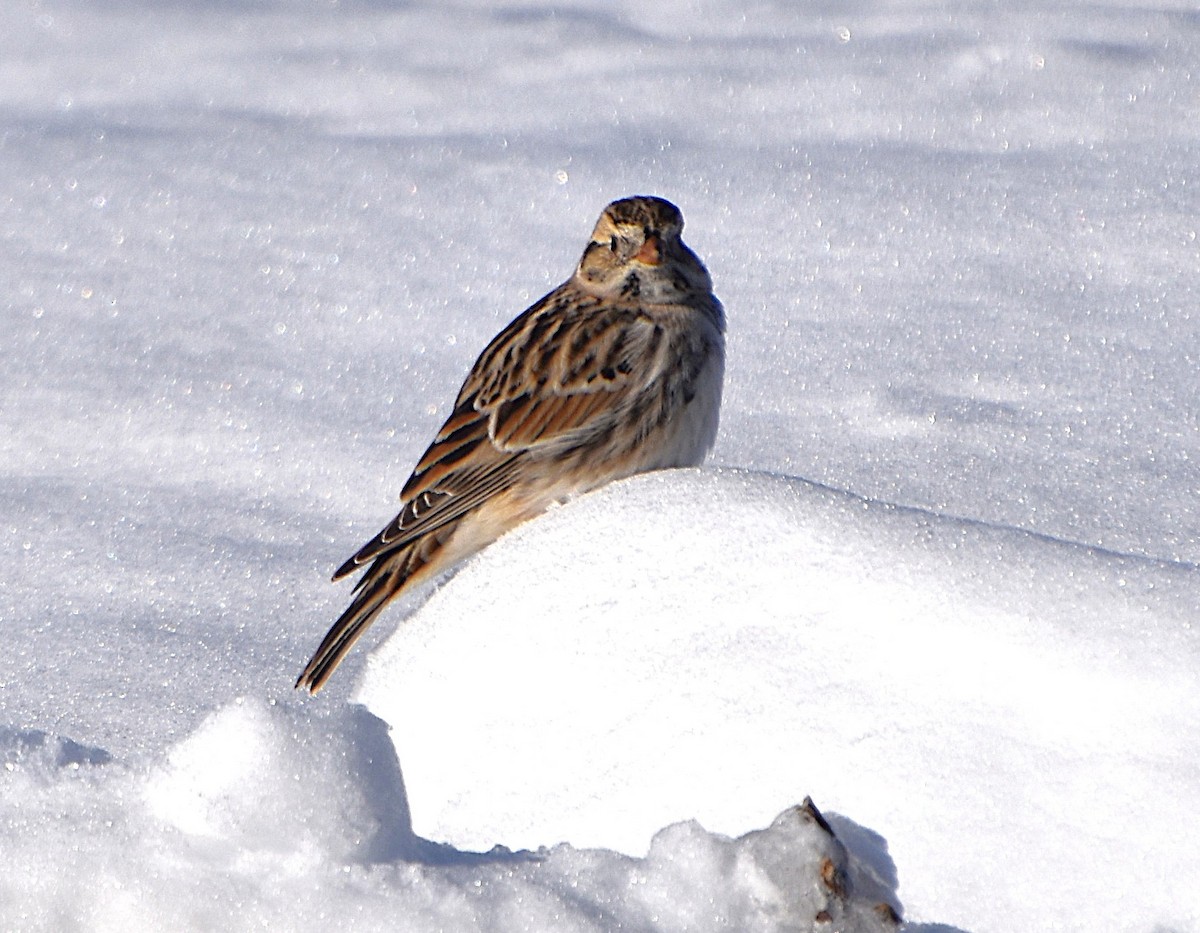 Lapland Longspur - ML646364531