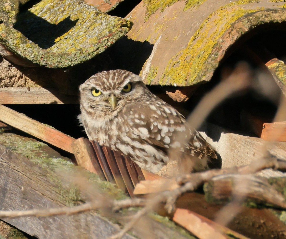 Steinkauz - ML646364532