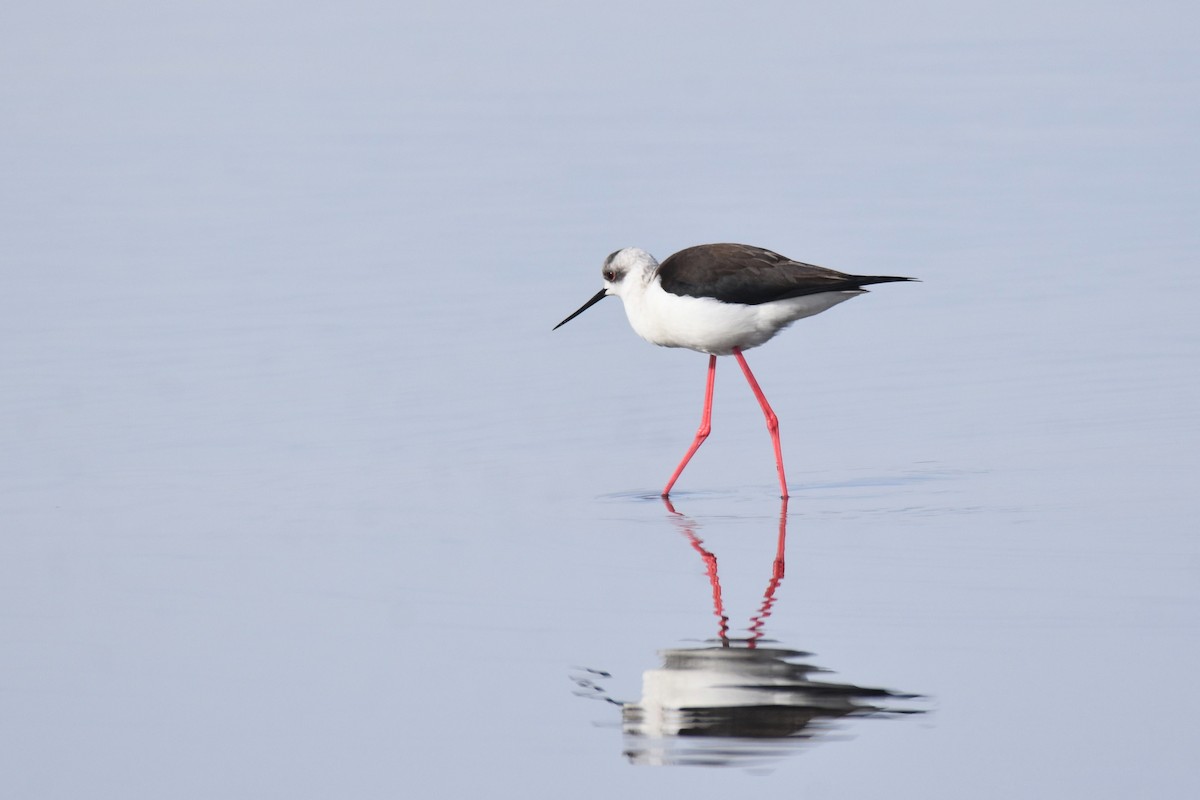 Black-winged Stilt - ML646364533