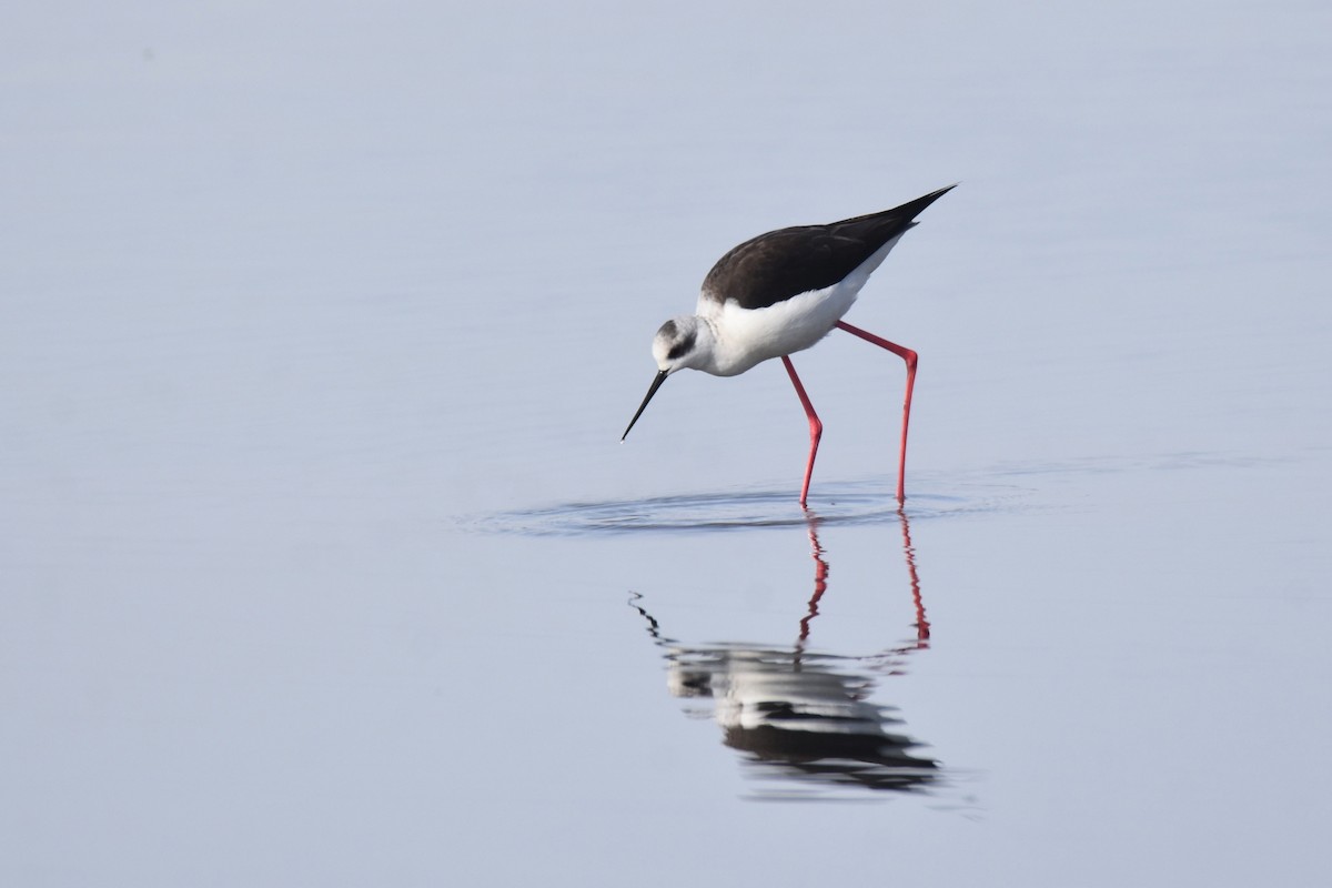 Black-winged Stilt - ML646364534