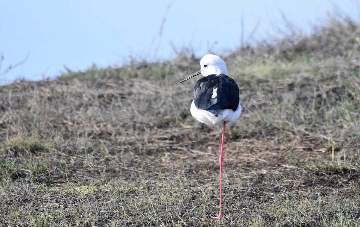 Black-winged Stilt - ML646364535