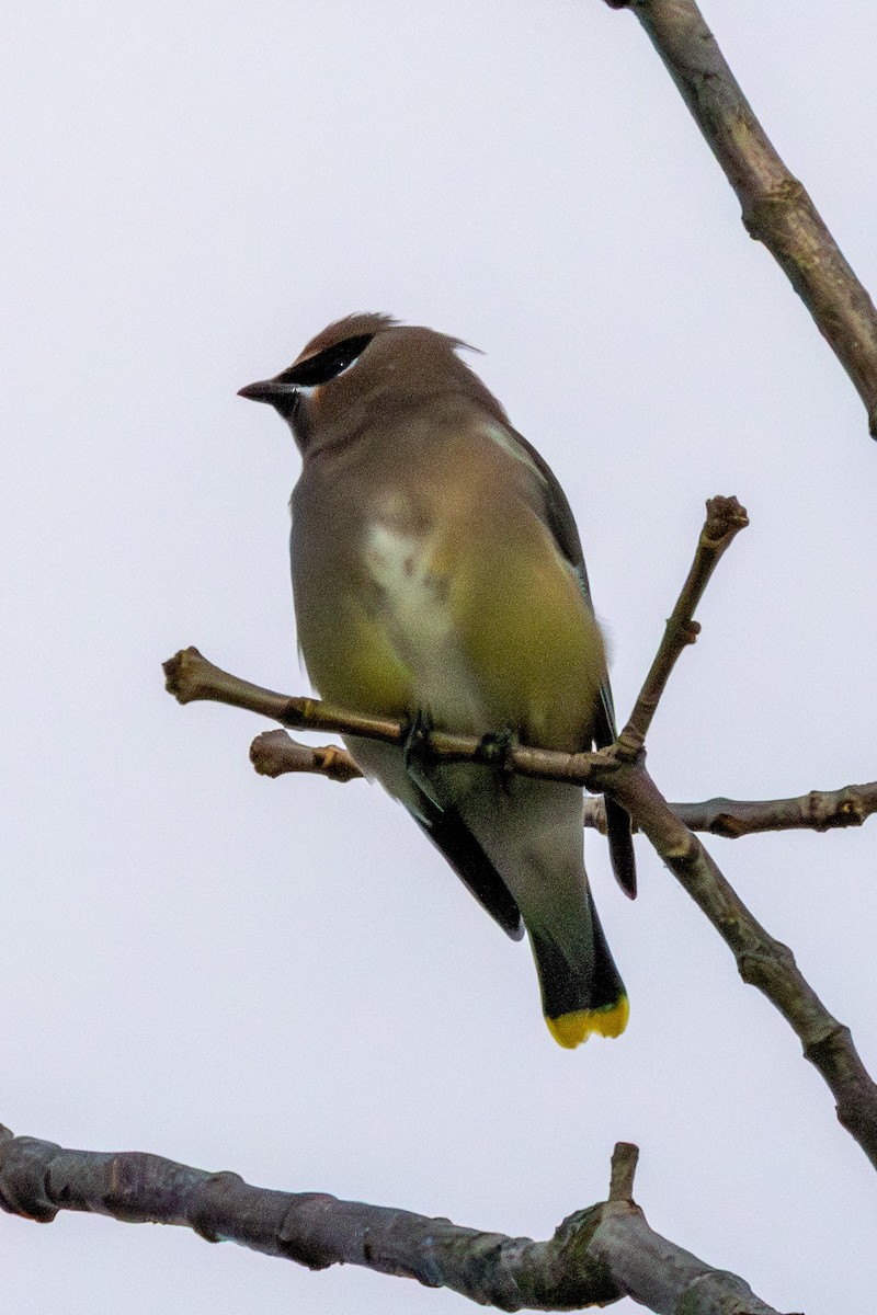 Cedar Waxwing - ML646364536