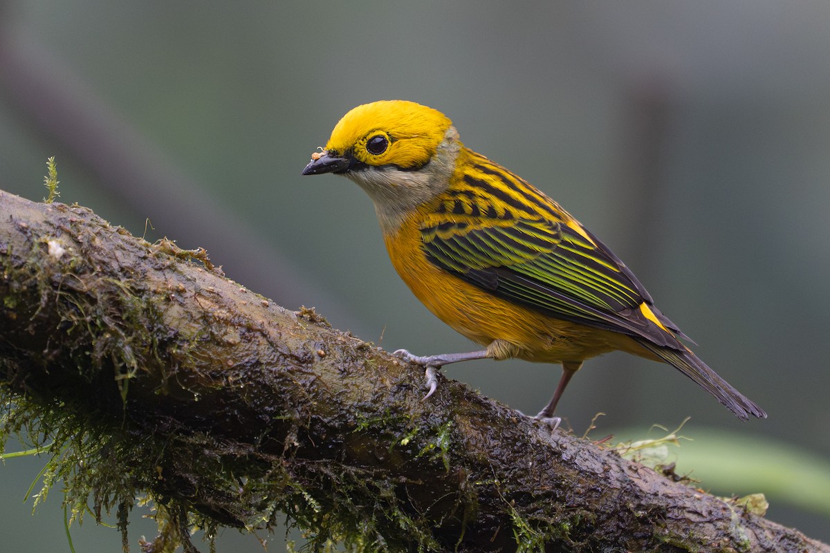 Silver-throated Tanager - ML646364537