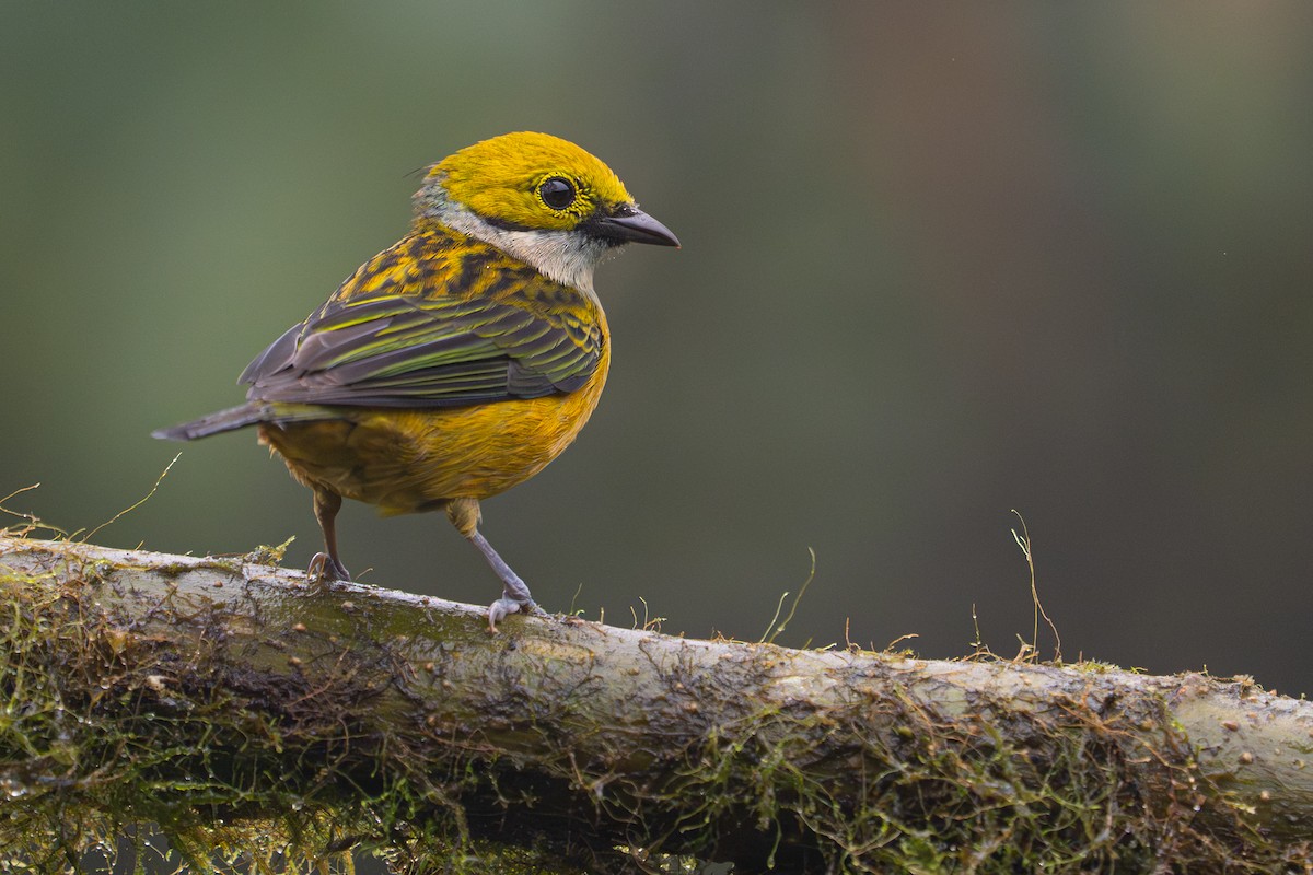 Silver-throated Tanager - ML646364538
