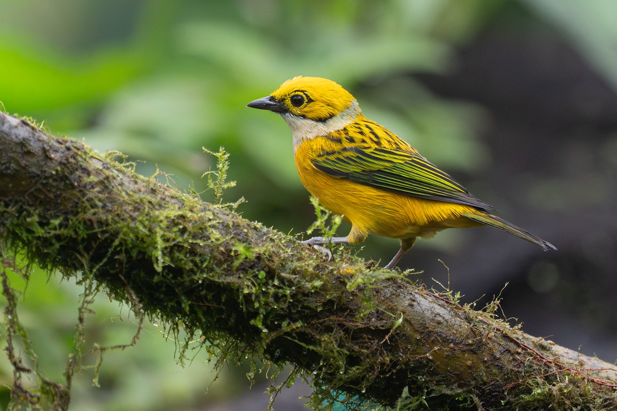 Silver-throated Tanager - ML646364539