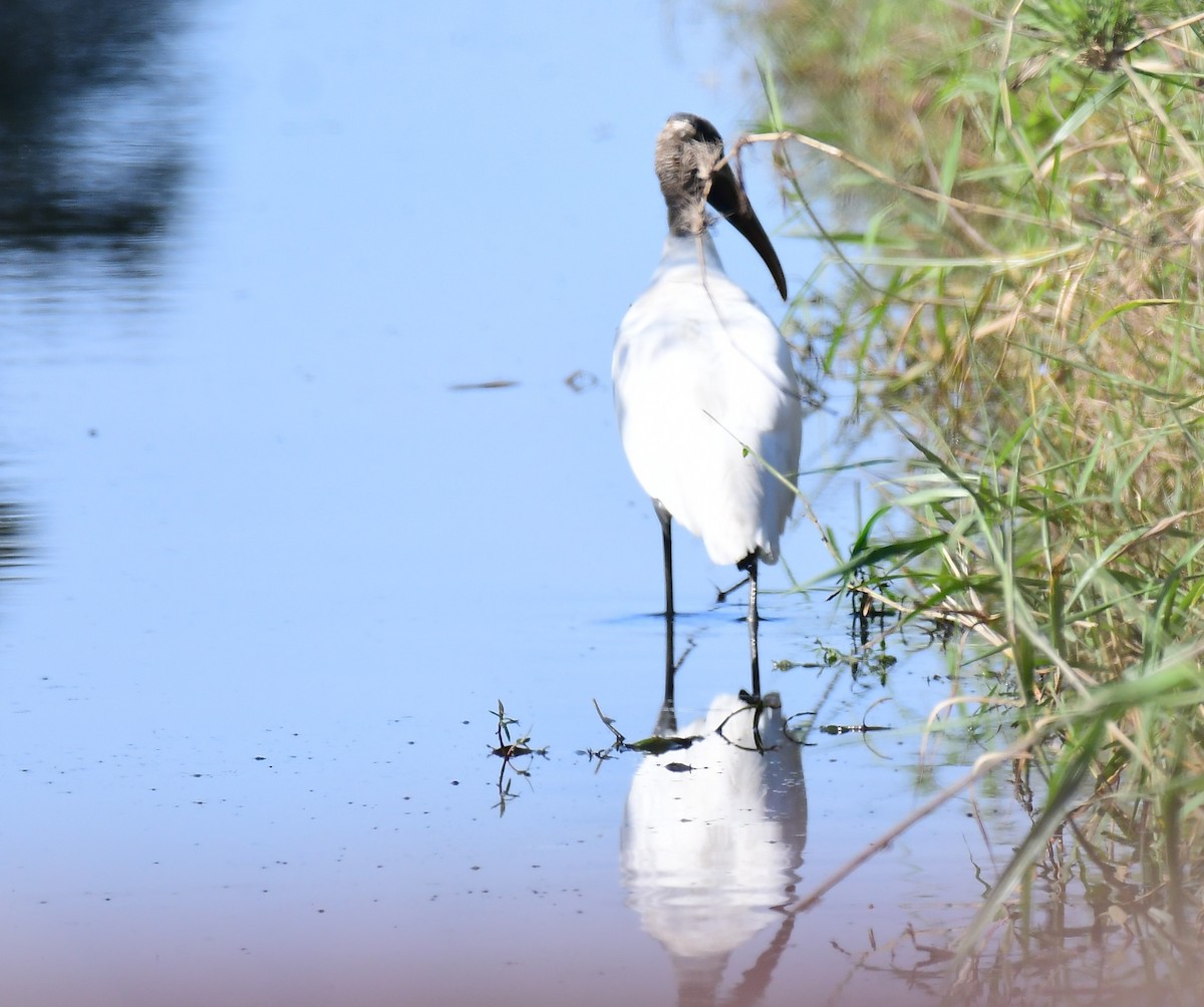 Wood Stork - ML646364541