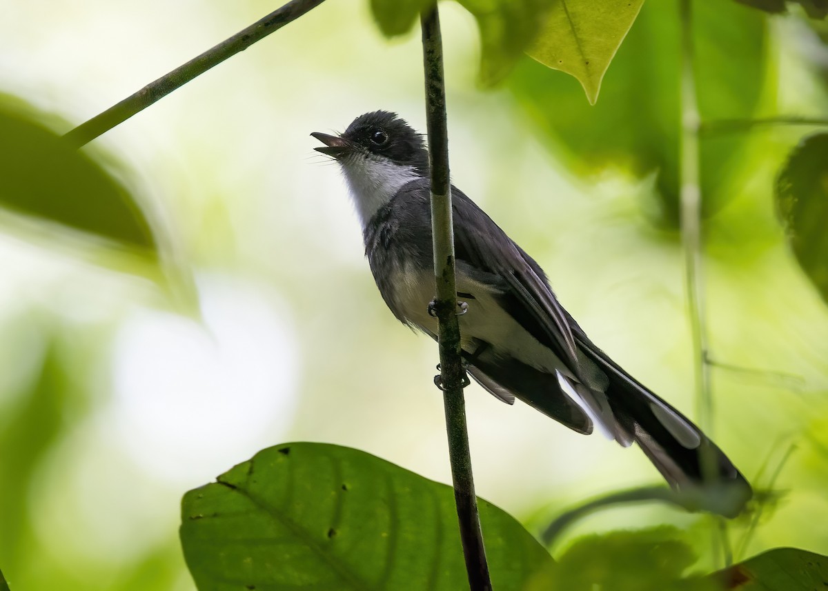 Northern Fantail - ML646364543