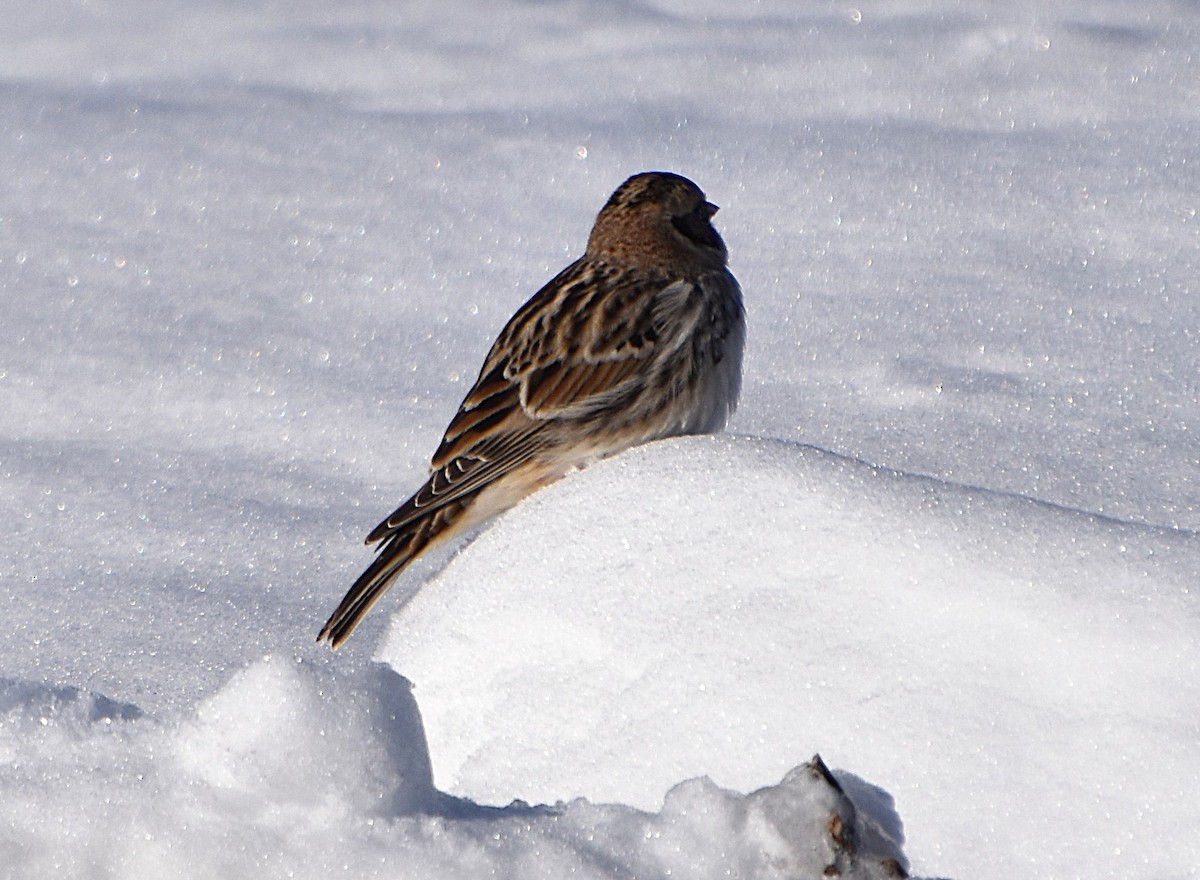 Lapland Longspur - ML646364547