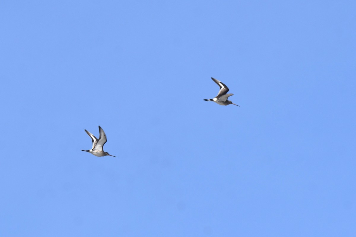 Black-tailed Godwit - ML646364554