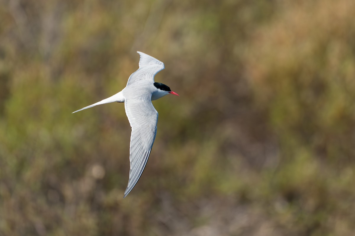Arctic Tern - ML646364555